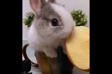 The Beautiful Rabbits Eating | Cute Rabbit | Funny And Cute Bunny Videos Compilation Of Rabbits #34