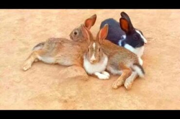 Rabbits living lifestyle |Cute Rabbit Care|Cute Pet Animals |Rabbits meeting with rabbits