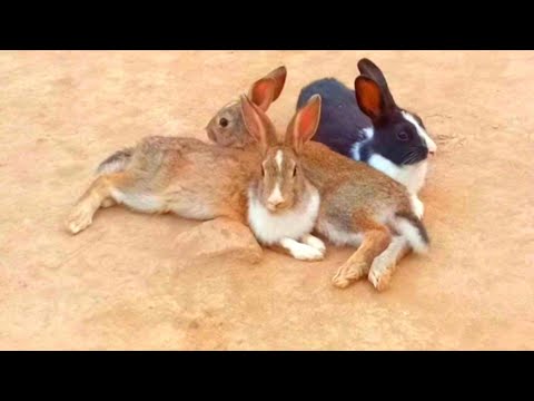 Rabbits living lifestyle |Cute Rabbit Care|Cute Pet Animals |Rabbits meeting with rabbits