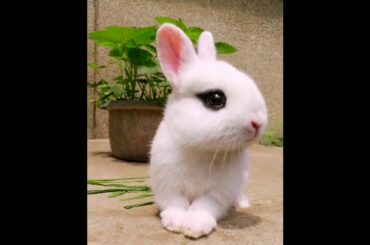 The Beautiful Rabbits Eating | Cute Rabbit | Funny And Cute Bunny Videos Compilation Of Rabbits #64