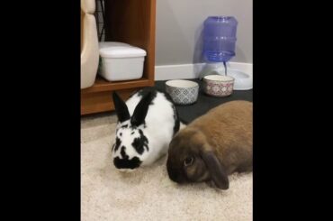 Battle of the last lettuce | Cute Pets Rabbits And Bunnies Aww