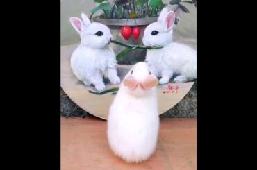 The Beautiful Rabbits Eating | Cute Rabbit | Funny And Cute Bunny Videos Compilation Of Rabbits #63