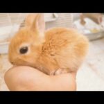 Rabbit Cute Baby Bunny Rabbit