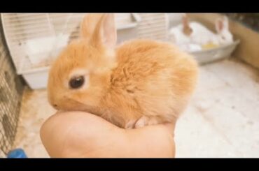 Rabbit Cute Baby Bunny Rabbit