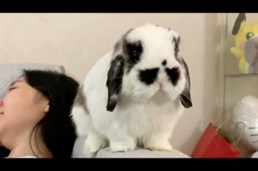 When a cute bunny comes to cuddle...