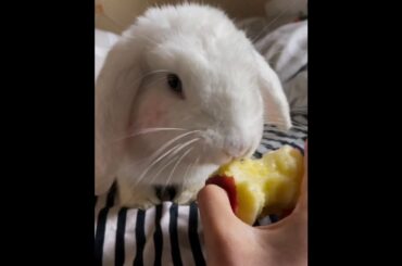 The Beautiful Rabbits Eating | Cute Rabbit | Funny And Cute Bunny Videos Compilation Of Rabbits #66