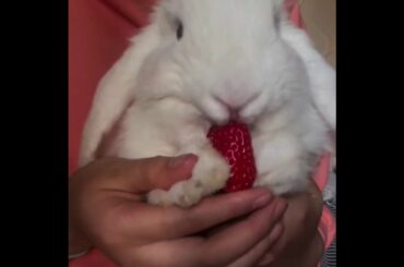 The Beautiful Rabbits Eating | Cute Rabbit | Funny And Cute Bunny Videos Compilation Of Rabbits #65