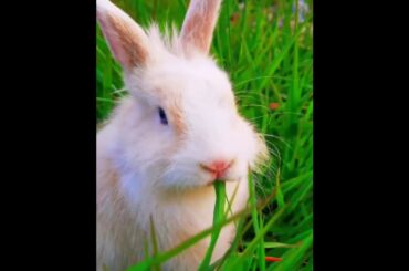 The Beautiful Rabbits Eating | Cute Rabbit | Funny And Cute Bunny Videos Compilation Of Rabbits #67