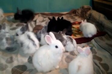 Cute Rabbit Bunnies Jumping Video (Rabbit and Bunny)