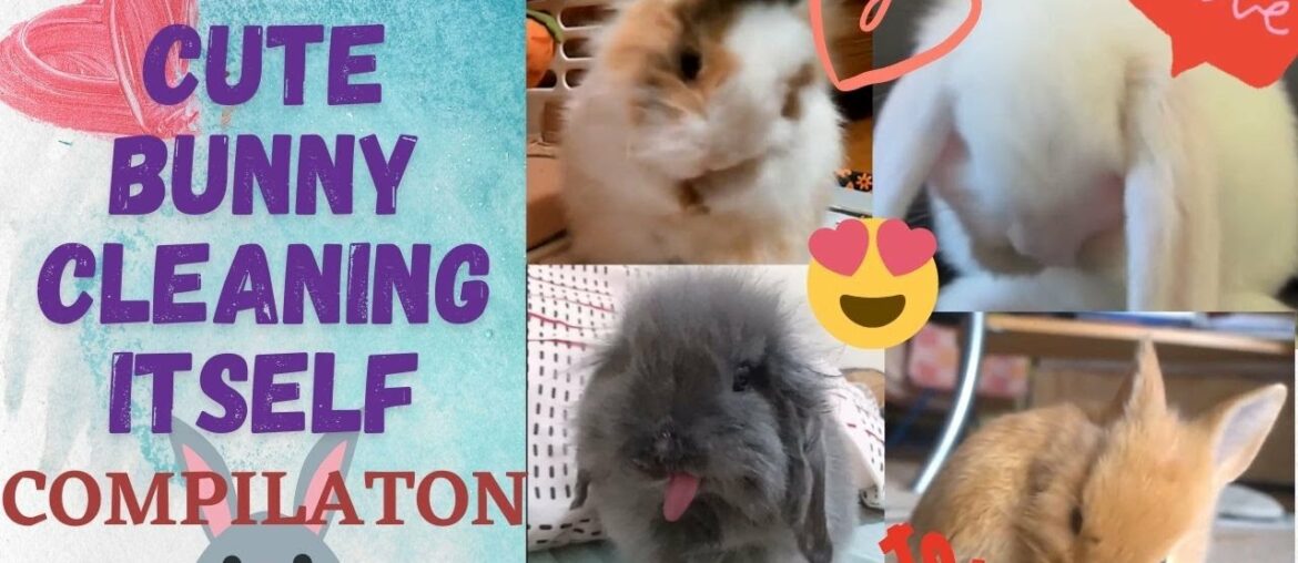 Cute RABBIT cleaning itself COMPILATION | Rabbit Cute Moments | Funny animals Cute RABBIT cleaning itself COMPILATION | Rabbit Cute Moments | Funny animals