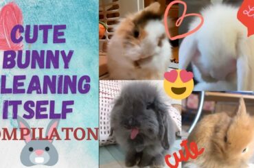Cute RABBIT cleaning itself COMPILATION | Rabbit Cute Moments | Funny animals