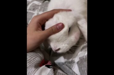 The Beautiful Rabbits Eating | Cute Rabbit | Funny And Cute Bunny Videos Compilation Of Rabbits #67