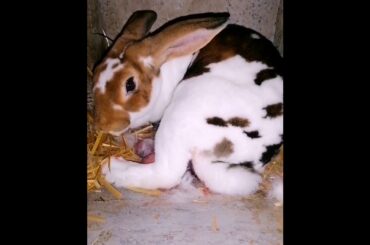 The Beautiful Rabbits Eating | Cute Rabbit | Funny And Cute Bunny Videos Compilation Of Rabbits #68