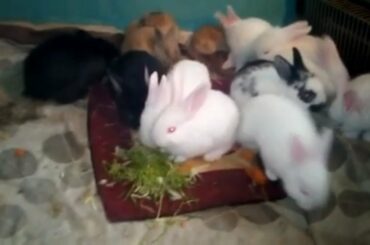 Little Cute Baby Bunnies Video. Rabbit and Bunny