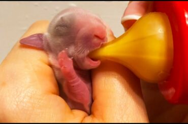 Feeding the cutest baby bunny from a bottle