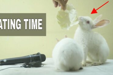 Two Cute Rabbit Bunny Eating  Cabbage Asmr