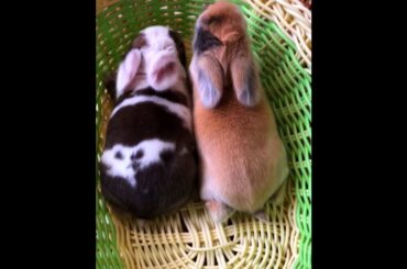 The Beautiful Rabbits Eating | Cute Rabbit | Funny And Cute Bunny Videos Compilation Of Rabbits #76