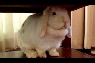 Apples being a naughty cute bunny