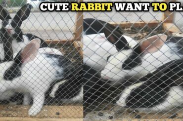 cute bunny rabbit - #Shorts