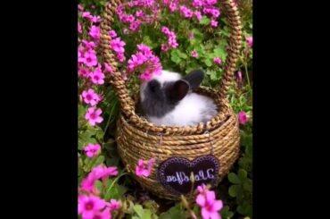 The Beautiful Rabbits Eating | Cute Rabbit | Funny And Cute Bunny Videos Compilation Of Rabbits #72