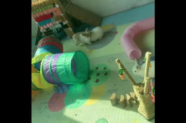 The Beautiful Rabbits Eating | Cute Rabbit | Funny And Cute Bunny Videos Compilation Of Rabbits #68