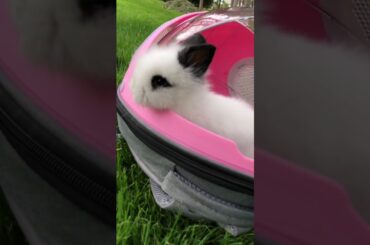 The Beautiful Rabbits Eating | Cute Rabbit | Funny And Cute Bunny Videos Compilation Of Rabbits #80