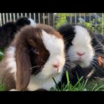 Cute Bunnies | Cute Baby Bunny Eating Grass | Rabbits Playing