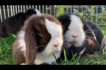 Cute Bunnies | Cute Baby Bunny Eating Grass | Rabbits Playing
