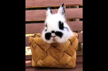 The Beautiful Rabbits Eating | Cute Rabbit | Funny And Cute Bunny Videos Compilation Of Rabbits #83