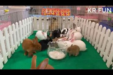 cute rabbit videos  eating foods