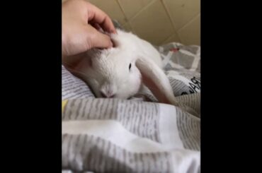 The Beautiful Rabbits Eating | Cute Rabbit | Funny And Cute Bunny Videos Compilation Of Rabbits #64