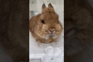 The Beautiful Rabbits Eating | Cute Rabbit | Funny And Cute Bunny Videos Compilation Of Rabbits #95