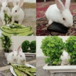 cute rabbit eating video