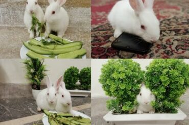 cute rabbit eating video