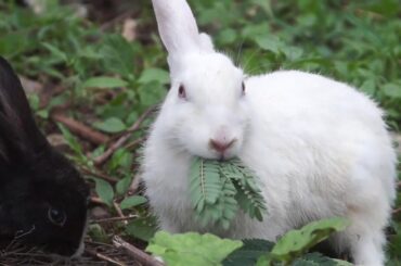 Funny and Cute  Rabbit  Video Compilation (2021) ||Pets Ben