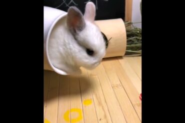 The Beautiful Rabbits Eating | Cute Rabbit | Funny And Cute Bunny Videos Compilation Of Rabbits #106