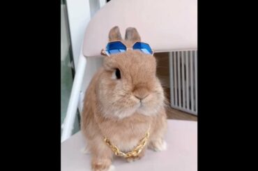 The Beautiful Rabbits Eating | Cute Rabbit | Funny And Cute Bunny Videos Compilation Of Rabbits #92