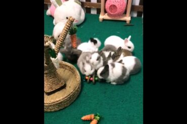 The Beautiful Rabbits Eating | Cute Rabbit | Funny And Cute Bunny Videos Compilation Of Rabbits #98