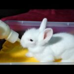 Feeding the cutest baby bunny from a bottle
