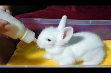 Feeding the cutest baby bunny from a bottle