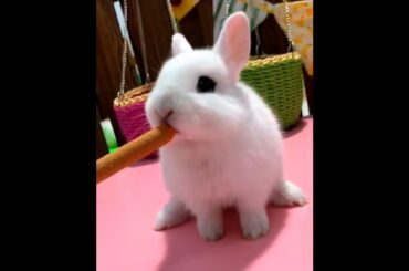 The Beautiful Rabbits Eating | Cute Rabbit | Funny And Cute Bunny Videos Compilation Of Rabbits #78