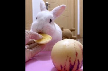 The Beautiful Rabbits Eating | Cute Rabbit | Funny And Cute Bunny Videos Compilation Of Rabbits #114