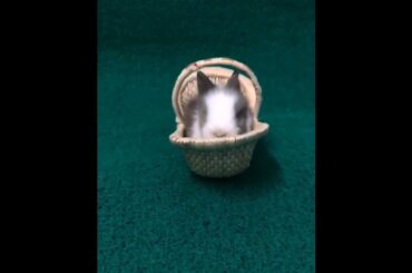 The Beautiful Rabbits Eating | Cute Rabbit | Funny And Cute Bunny Videos Compilation Of Rabbits #99