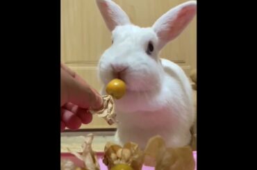 The Beautiful Rabbits Eating | Cute Rabbit | Funny And Cute Bunny Videos Compilation Of Rabbits #111