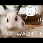 Cute Bunny Destroying the Cabinet | Lily Bobtail doing funny things