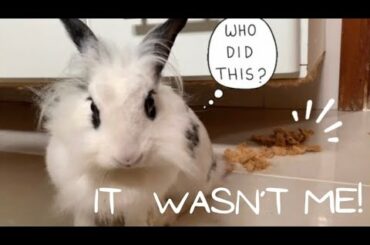 Cute Bunny Destroying the Cabinet | Lily Bobtail doing funny things