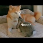 The funniest & Cutest Reaction of a Baby Bunny & Shiba Inu