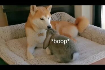 The funniest & Cutest Reaction of a Baby Bunny & Shiba Inu