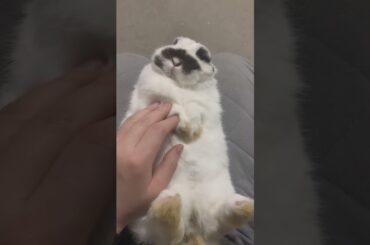 The Beautiful Rabbits Eating | Cute Rabbit | Funny And Cute Bunny Videos Compilation Of Rabbits #96