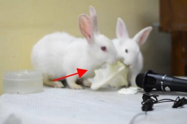 ASMR Eating Two Cute Rabbit | Pets & Birds & Animals ASMR